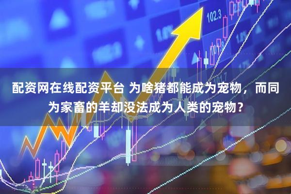 配资网在线配资平台 为啥猪都能成为宠物，而同为家畜的羊却没法成为人类的宠物？